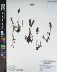 Pedicularis attollens image