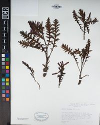 Pedicularis densiflora image