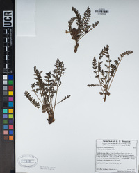 Pedicularis semibarbata image