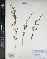 Penstemon azureus subsp. angustissimus image