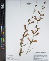 Penstemon azureus subsp. angustissimus image