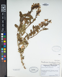 Penstemon clevelandii image