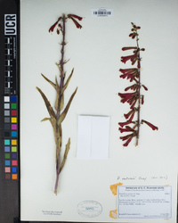 Penstemon eatonii image