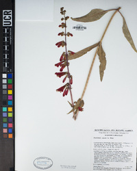 Penstemon eatonii image