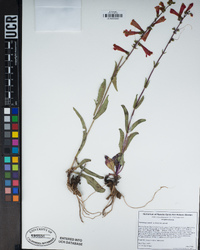 Penstemon eatonii image