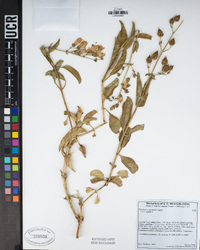 Penstemon grinnellii image