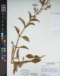 Penstemon grinnellii image