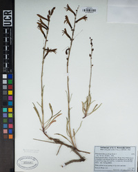 Penstemon labrosus image