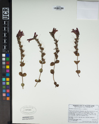 Penstemon newberryi image