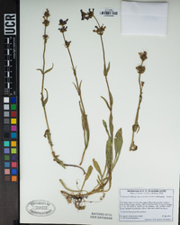 Penstemon rydbergii image