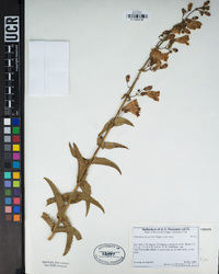 Penstemon spectabilis image