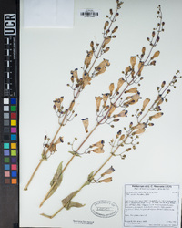 Penstemon spectabilis image