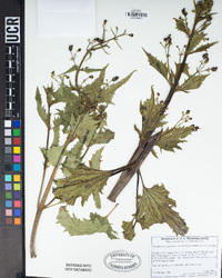 Scrophularia californica image