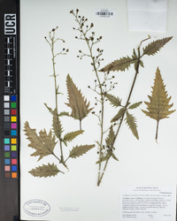 Scrophularia californica subsp. floribunda image