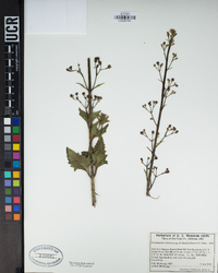 Scrophularia californica image