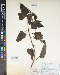 Scrophularia villosa image