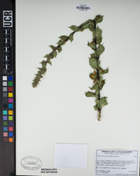 Verbascum virgatum image