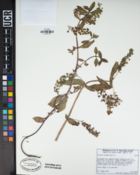 Veronica anagallis-aquatica image