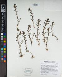 Veronica peregrina subsp. xalapensis image