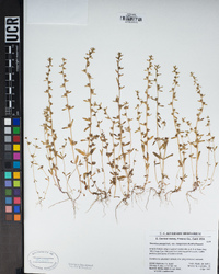 Veronica peregrina subsp. xalapensis image