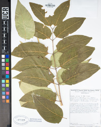 Ailanthus altissima image