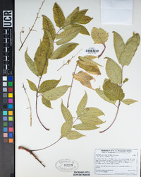 Ailanthus altissima image