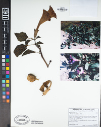 Datura metel image