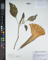 Datura wrightii image