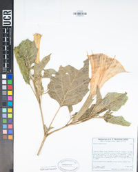 Datura wrightii image