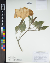 Datura wrightii image