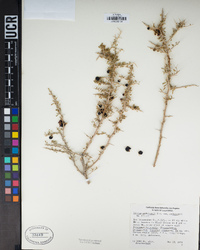 Lycium andersonii var. andersonii image