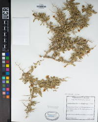 Lycium pallidum var. oligospermum image