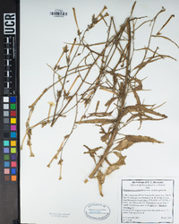 Nicotiana acuminata var. multiflora image