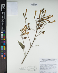 Nicotiana glauca image