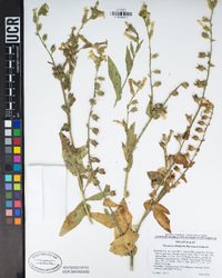 Nicotiana obtusifolia image