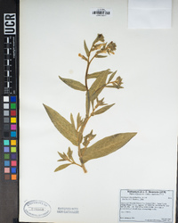 Nicotiana obtusifolia image