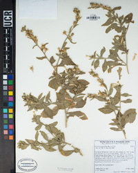 Nicotiana obtusifolia image