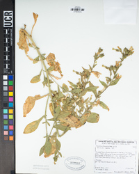 Nicotiana obtusifolia image