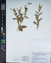 Nicotiana obtusifolia image