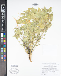 Physalis hederifolia var. palmeri image