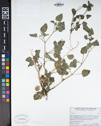 Physalis crassifolia image