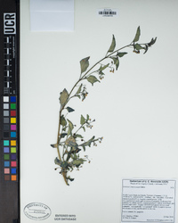 Solanum americanum image