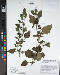 Solanum americanum image