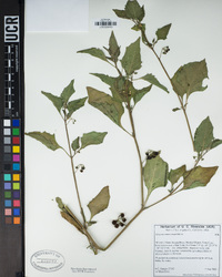 Solanum americanum image