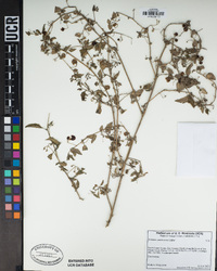 Solanum americanum image