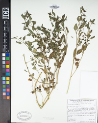 Solanum americanum image