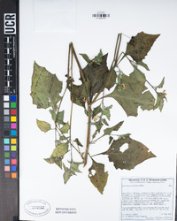 Solanum americanum image