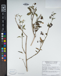 Solanum americanum image