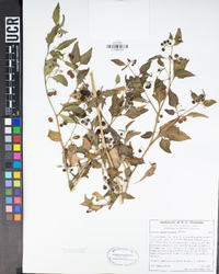 Solanum americanum image