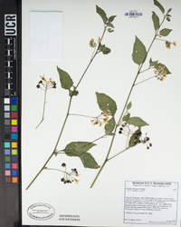 Solanum douglasii image